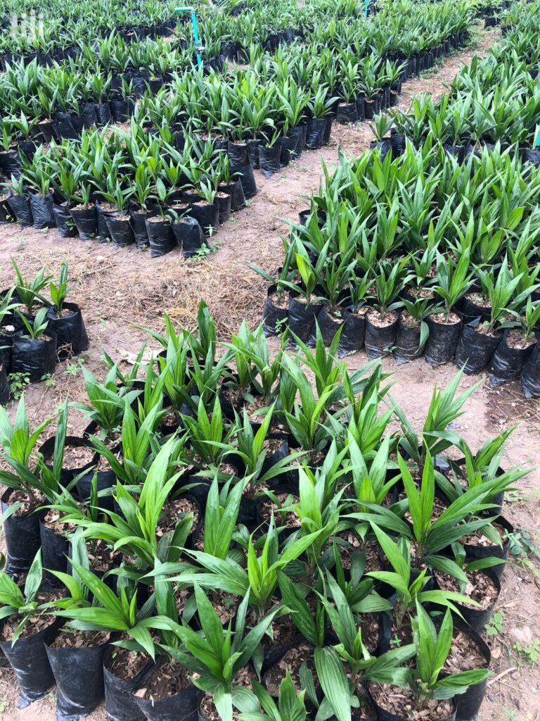 Supergene Oil Palm Seedlings Quemems Farms