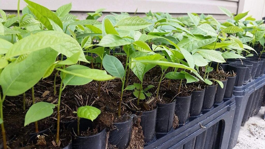 Pawpaw seedling (3 months) Quemems farms