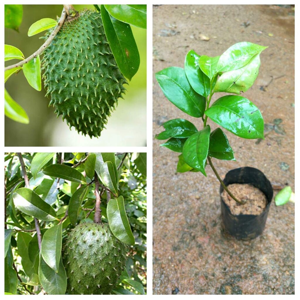 Soursop seedling Quemems farms