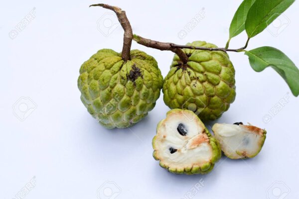 Sugar apple
