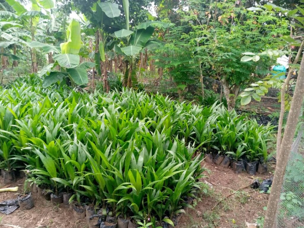 supergene-oil-palm-seedlings-quemems-farms